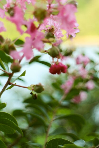 Colorful Flower In Bloom Background