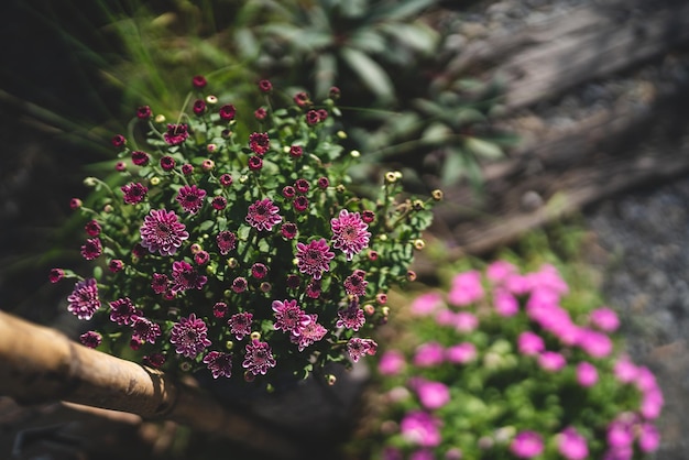 Colorful flower in cafe garden outdoor concept of green nature environmental decoration plant flower in pot