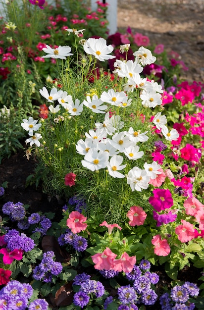 Colorful flower garden background