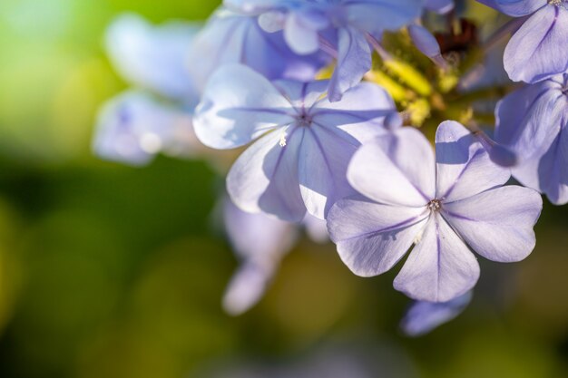 Colorful flower in the garden