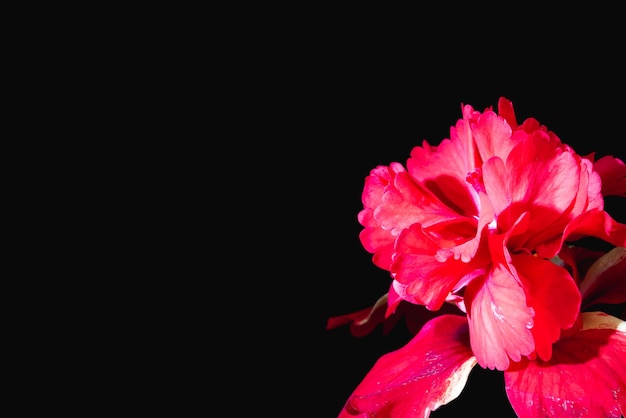 Colorful flower petals on black background There are have red color Closeup petals