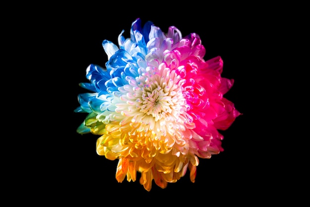 Colorful flower