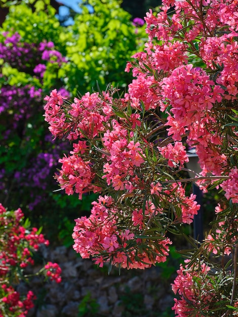 Colorful flowers on a beautiful summer day