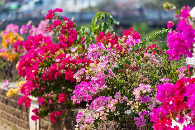 Colorful flowers in bougainvillea in the street