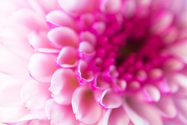 Colorful flowers chrysanthemum for background 