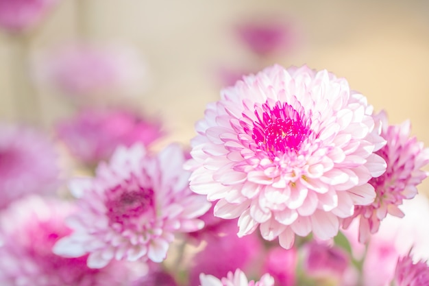 Colorful flowers chrysanthemum  for background 