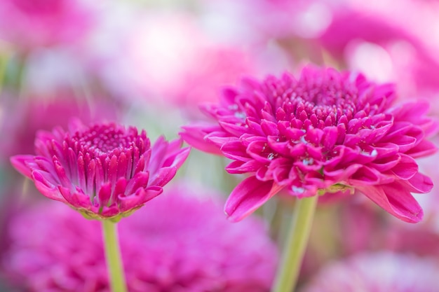 Colorful flowers chrysanthemum  for background 