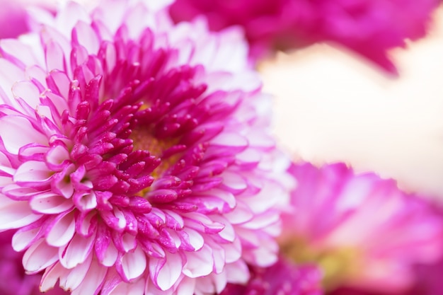 Colorful flowers chrysanthemum for background