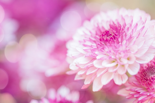 Colorful flowers chrysanthemum made with gradient for background,Abstract,texture,Soft and Blurred