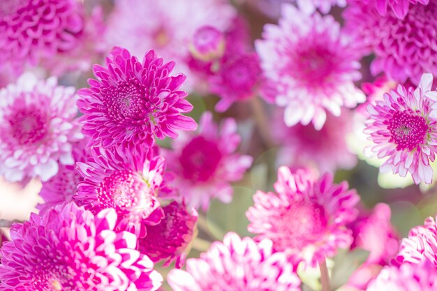 Colorful flowers chrysanthemum made with gradient for background,Abstract,texture,Soft and Blurred