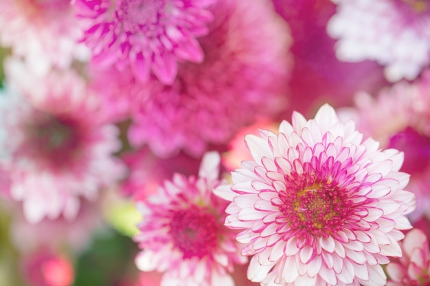 Colorful flowers chrysanthemum made with gradient for background,Abstract,texture,Soft and Blurred