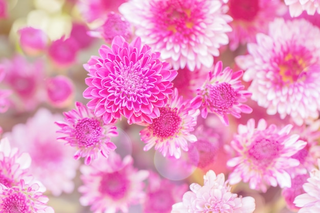 Colorful flowers chrysanthemum made with gradient for background,Abstract,texture,Soft and Blurred