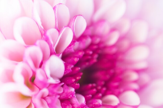 Colorful flowers chrysanthemum made with gradient for background