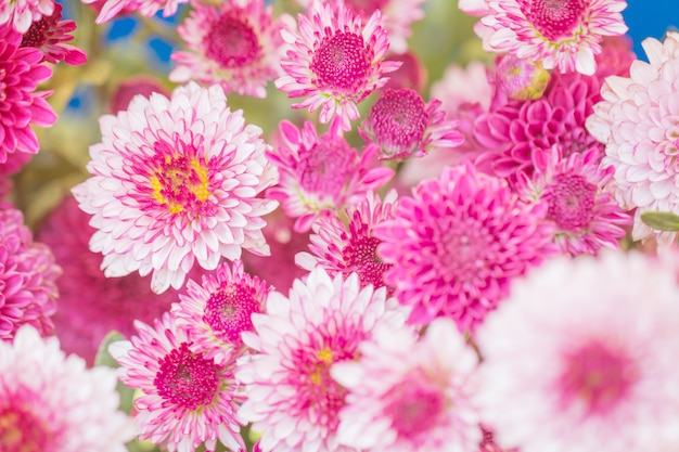 Colorful flowers chrysanthemum made with gradient for background