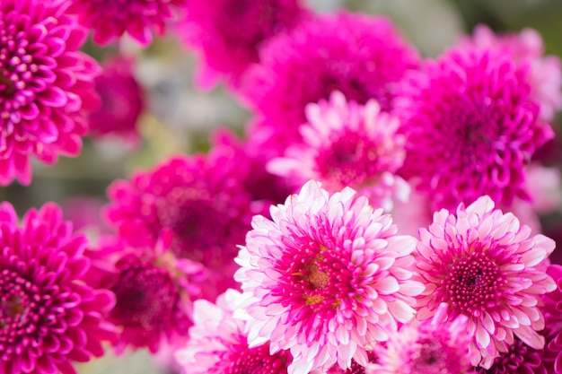 Colorful flowers chrysanthemum made with gradient for background