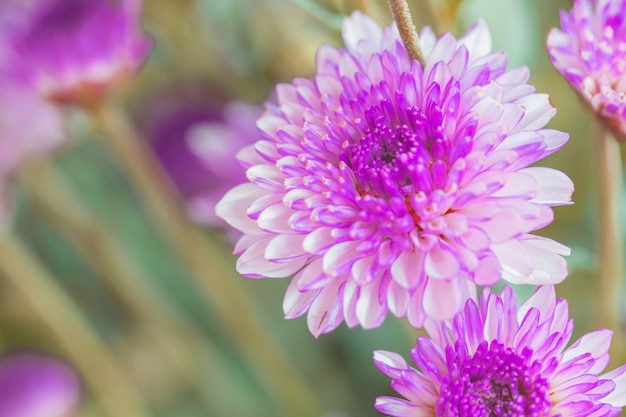 Colorful flowers chrysanthemum made with gradient for background 