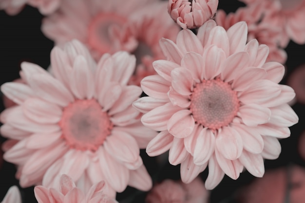 Colorful flowers chrysanthemum made with gradient for background