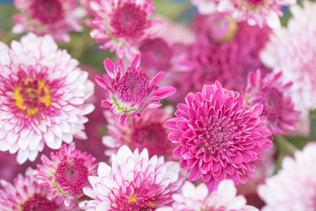 Colorful flowers chrysanthemum made with gradient for background