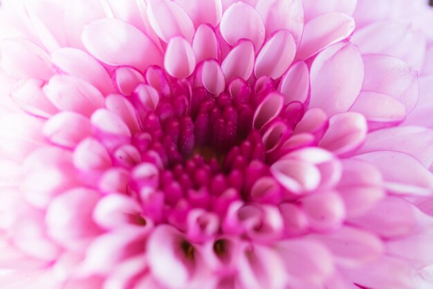 Colorful flowers chrysanthemum 