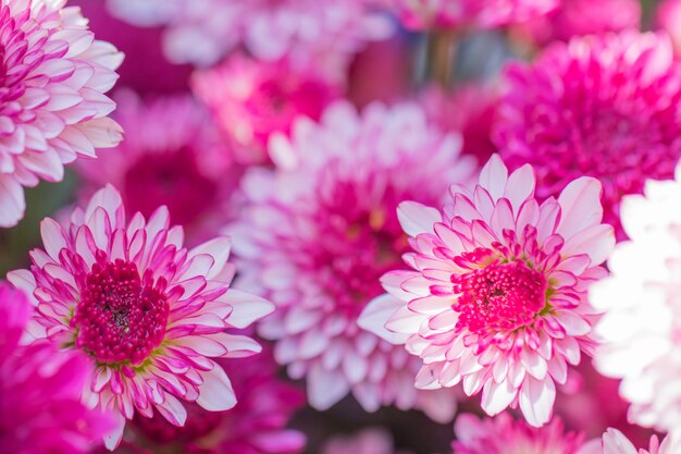 Colorful flowers chrysanthemum 