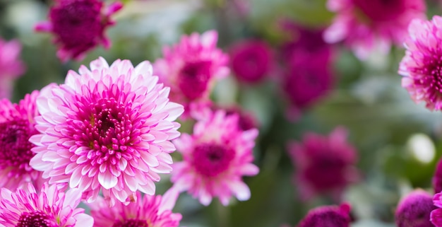 Colorful flowers chrysanthemum