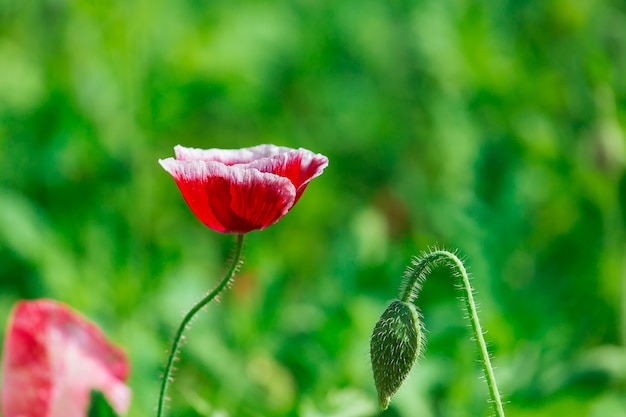 Colorful flowers in depth of field