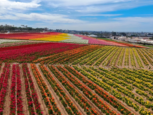 colorful flowers field during the annual bloom that runs March through mid May