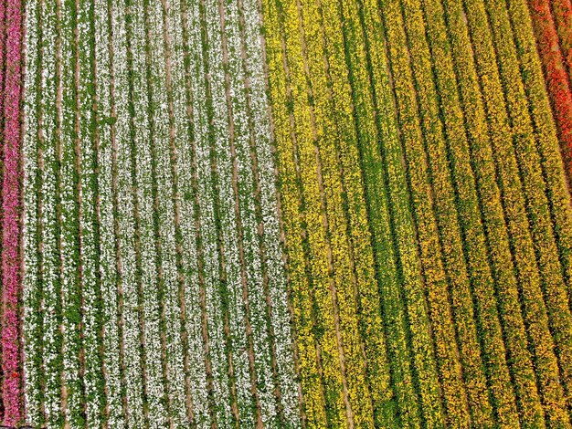 colorful flowers field during the annual bloom that runs March through mid May