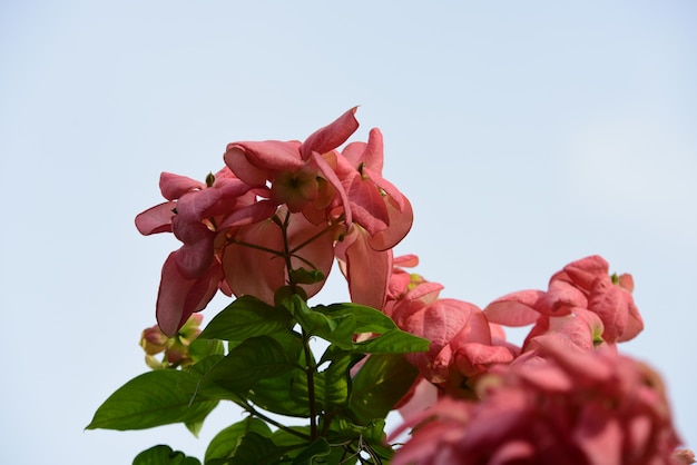 Colorful flowers in the garden.flower blooming.Beautiful flowers in the garden.