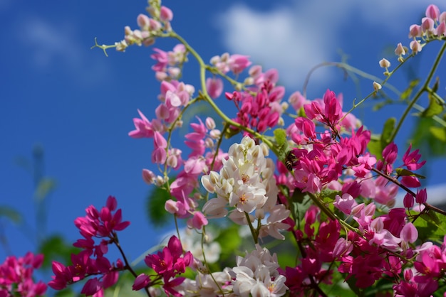 Colorful flowers in the garden.