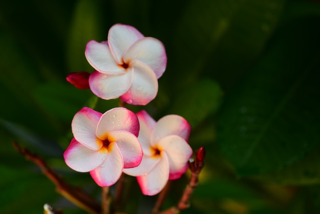 Colorful flowers in the garden