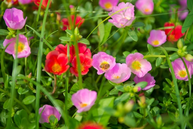 Colorful flowers in the garden