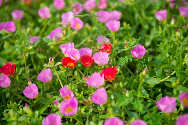 Colorful flowers in the garden