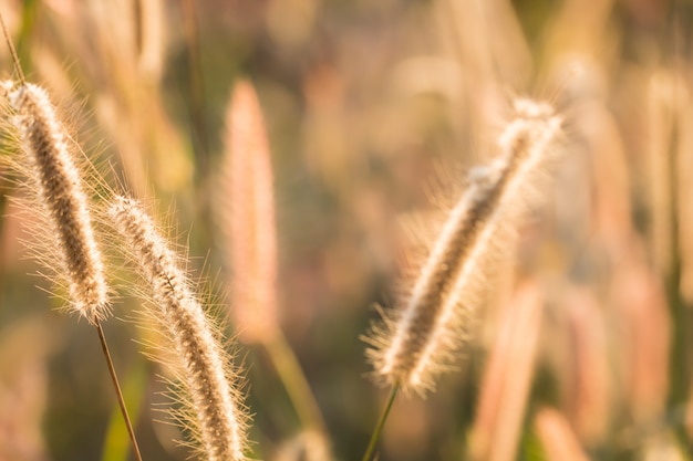 Colorful flowers grass for background