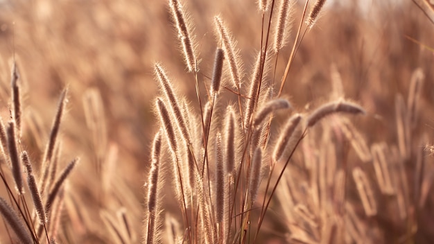 Colorful flowers grass made with gradient for background,Abstract,texture,Soft and Blurred