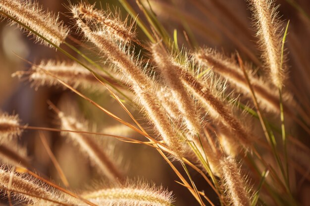 Colorful flowers grass made with gradient for background 