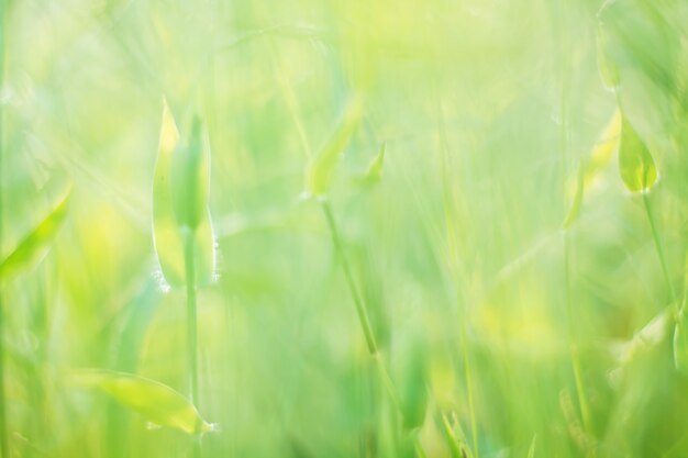 Colorful flowers grass made with gradient for background