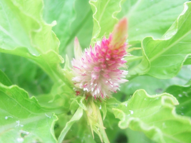 Colorful flowers and Green nature