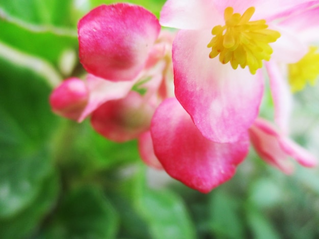 Colorful flowers and Green nature