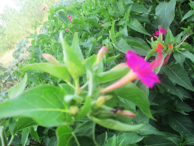 Colorful flowers and Green nature