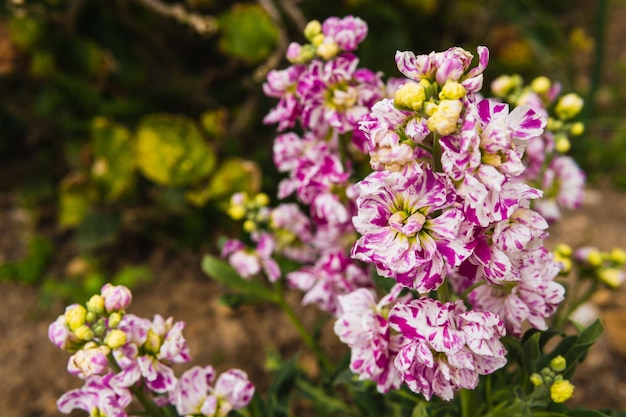 Colorful flowers in the nature so surrounded by green leaves