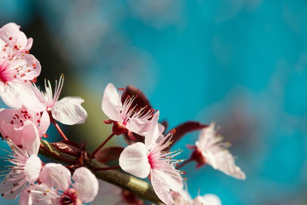 Colorful Flowers in Spring Background 79