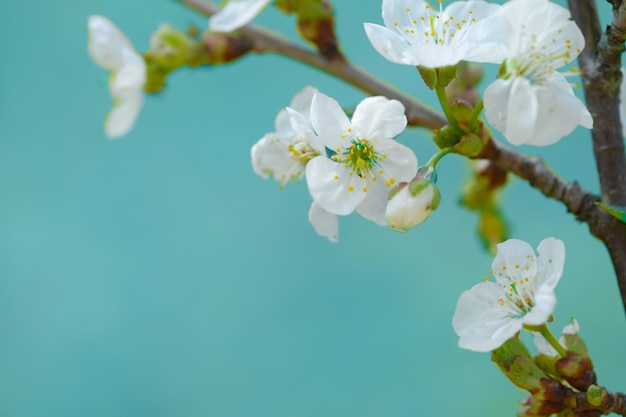 Colorful Flowers in Spring Background 90