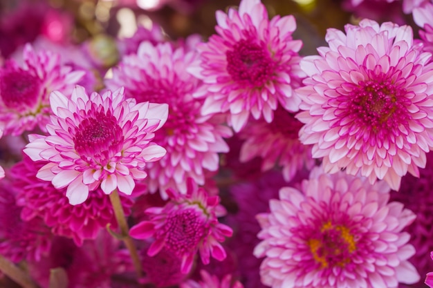 Colorful flowers