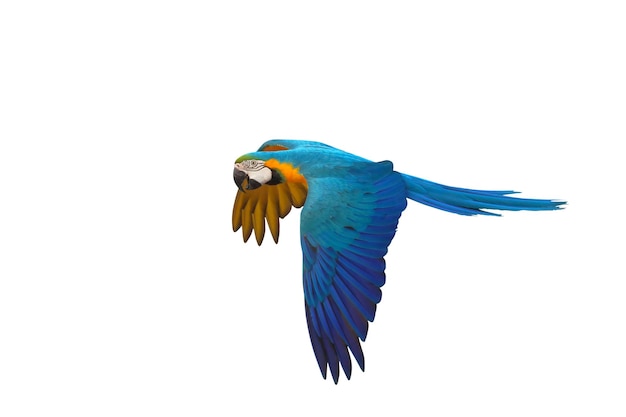 Colorful flying Blue and Gold Macaw parrot isolated on white background with clipping path