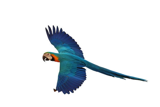 Colorful flying Blue and Gold Macaw parrot isolated on white background with clipping path