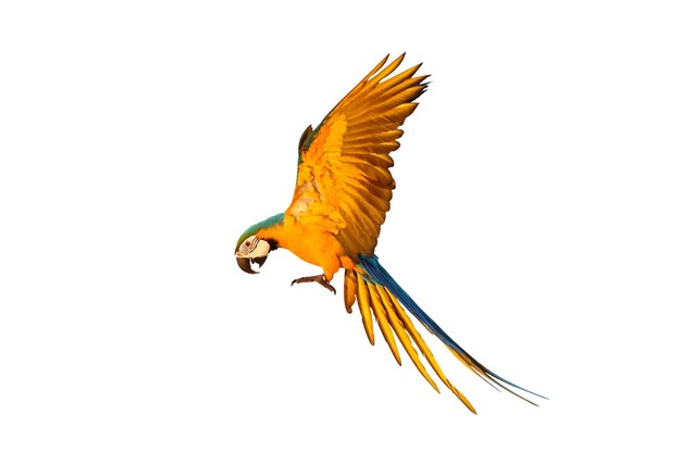 Colorful flying Blue and Gold Macaw parrot isolated on white background