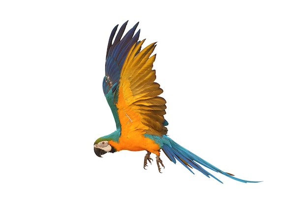 Colorful flying Blue and Gold Macaw parrot isolated on white background