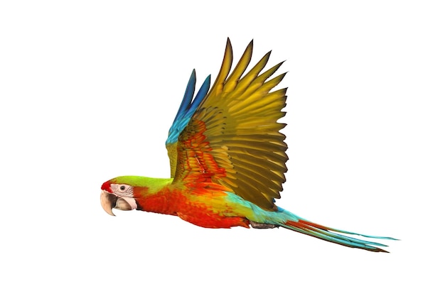 Colorful flying Buffwing Macaw parrot isolated on white background