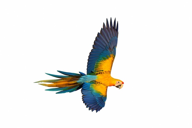 Colorful flying Camelot Macaw parrot isolated on white background